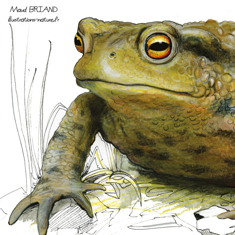 illustration de crapaud- Maud BRIAND illustratrice Naturaliste