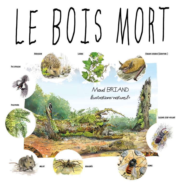 Illustration du bois mort-MaudBriand-illustrations-nature.fr