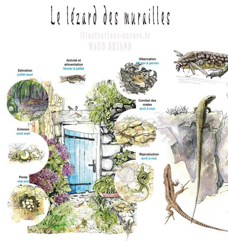 illustration Lézard-des-murails-cycle-de-vie
