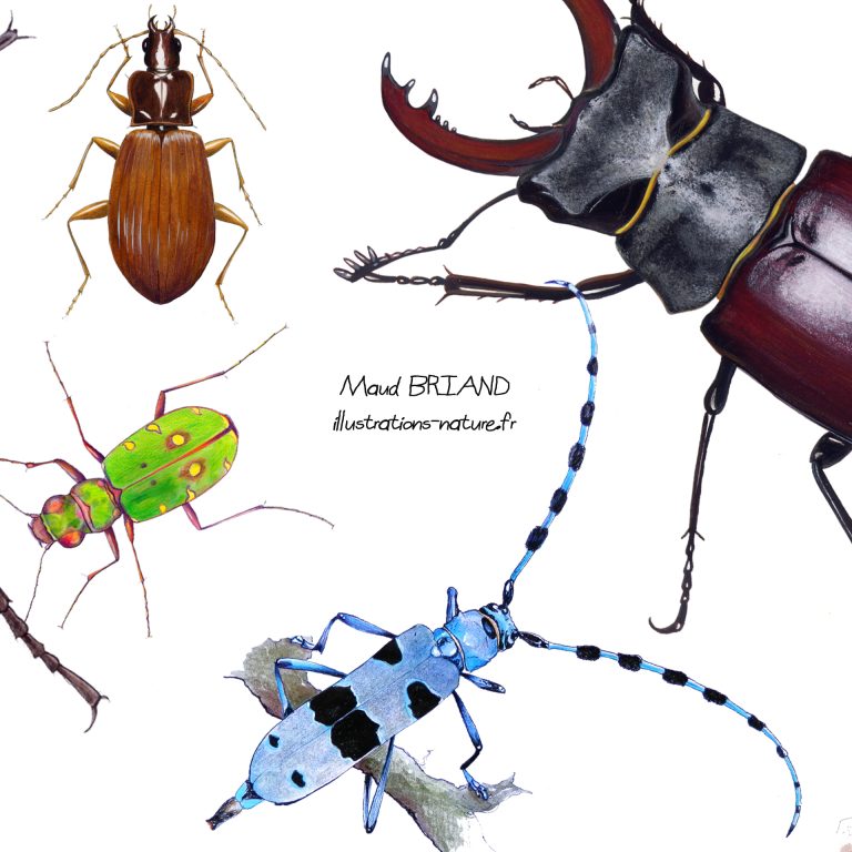 dessins naturalsites insectes coleoptères maud briand