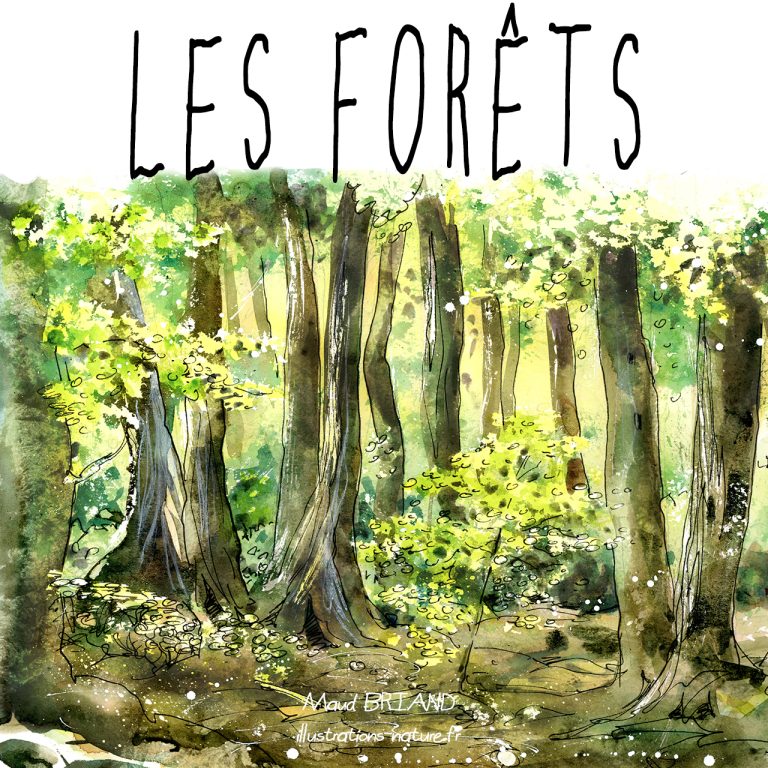 illustration de la forêt _maud briand illustratrice