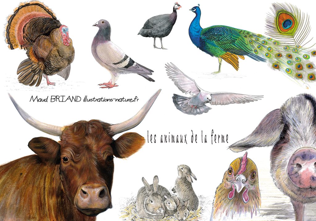 Illustration et dessin des animaux de la ferme