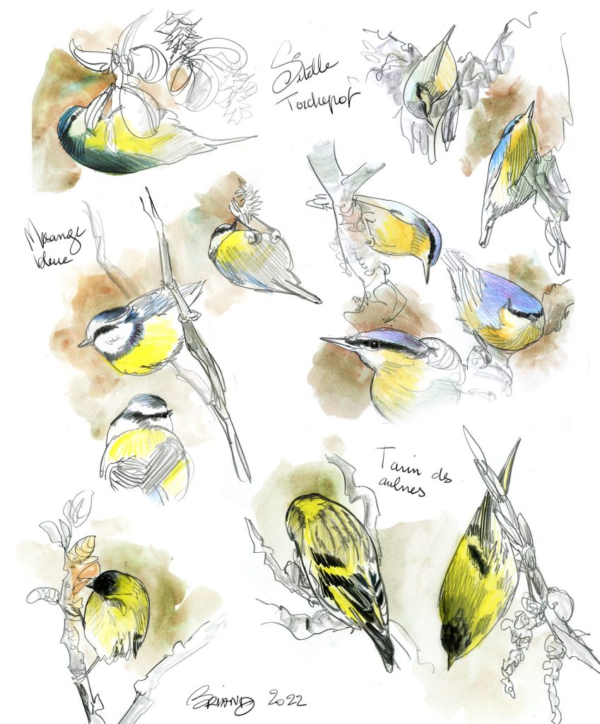 croquis naturalistes oiseaux-maud briand illustratrice