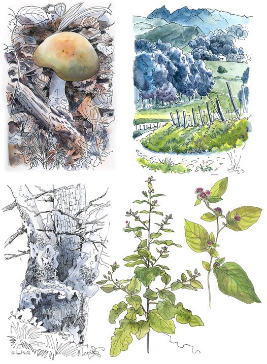 dessins botaniques fleurs arbres et champignons