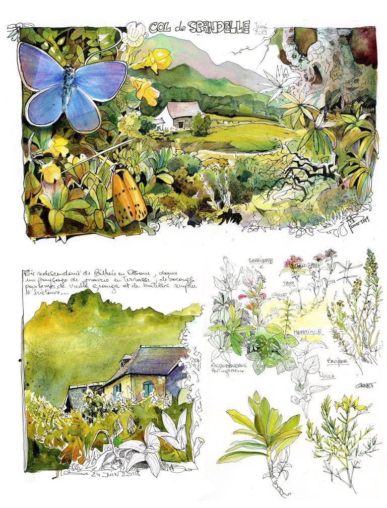 Croquis botaniques et carnet nature au col de spandelle dans les Pyrénées