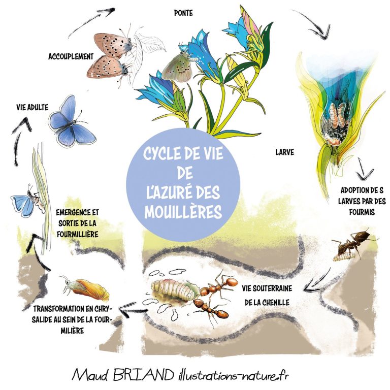 illustration du cycle de vie del'Azuré des mouillères, Dessin naturaliste Maud briand