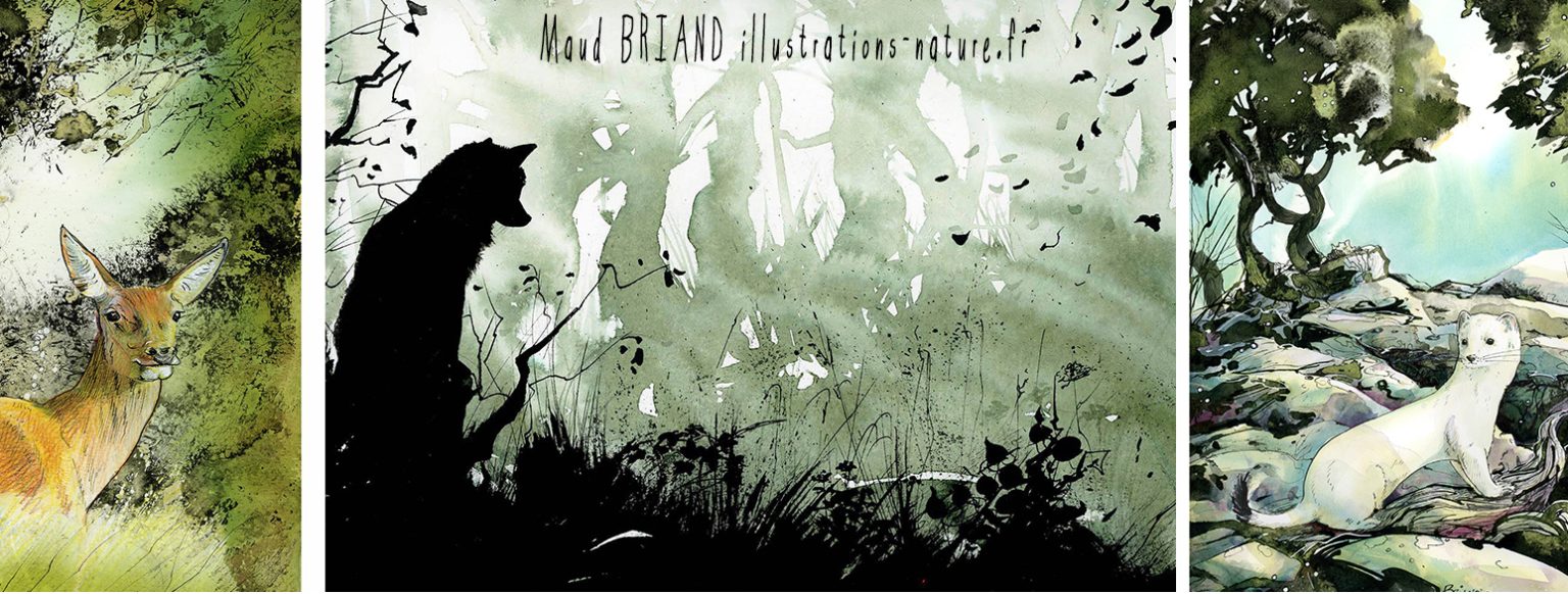 dessins animalier - Maud Briand illustratrice