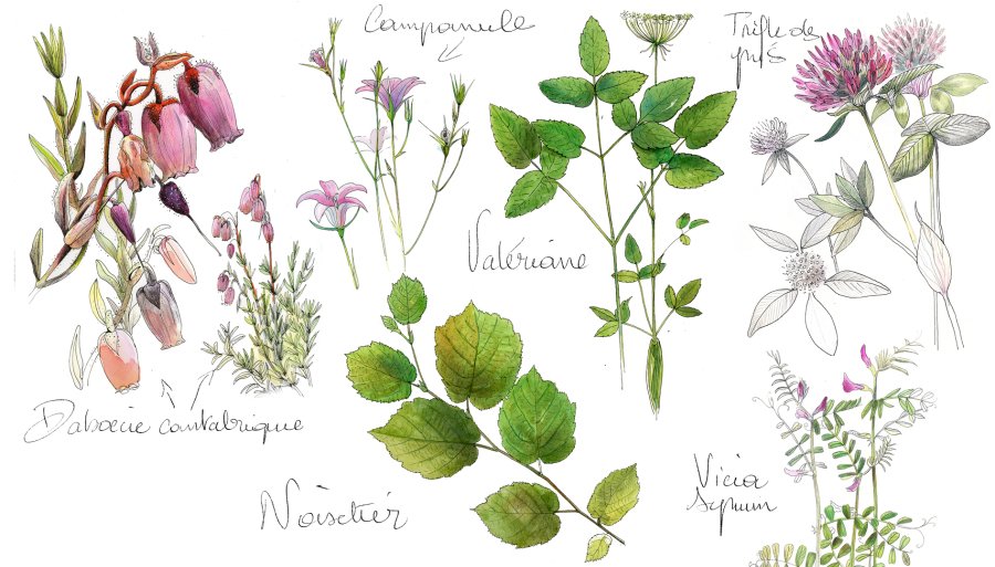 dessins botaniques- illustrations fleurs--Maud BRIAND illustratrice