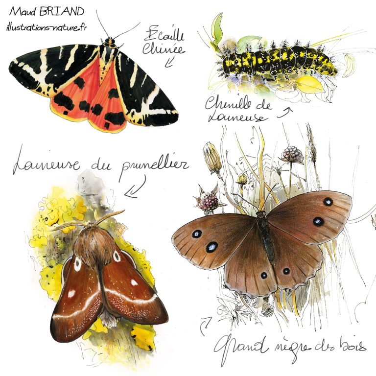 illustrations d'insectes-papillons , maud briand illustratrice