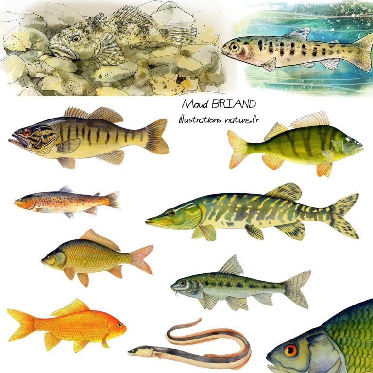 illustration de poisson, Dessin naturaliste Maud briand