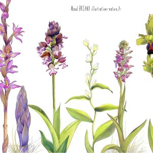 dessins et aquarelles d'orchidées sauvages