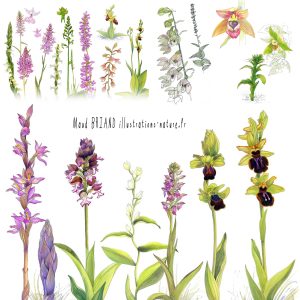 illustrations des orchidées sauvage de France