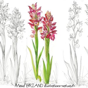 illustrations et aquarelles des orchidées sauvages