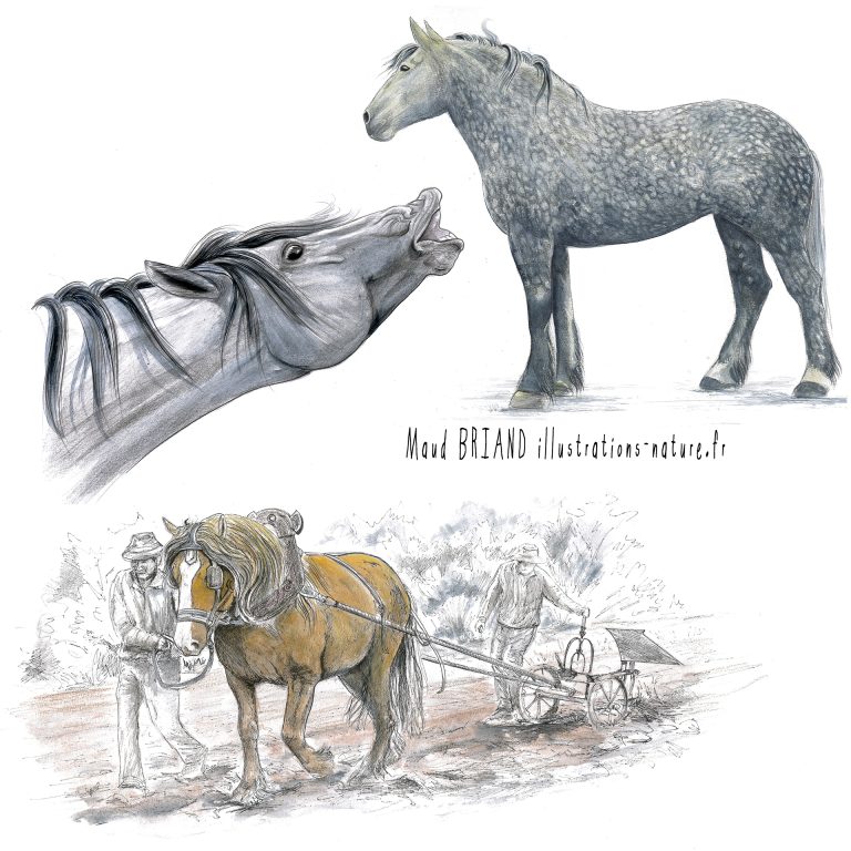 dessin de cheval -maud broand illustratrice