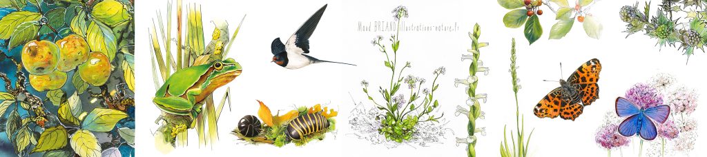 croquis naturaliste-hirondelle-floreme contacter maud briand illustratrice naturaliste