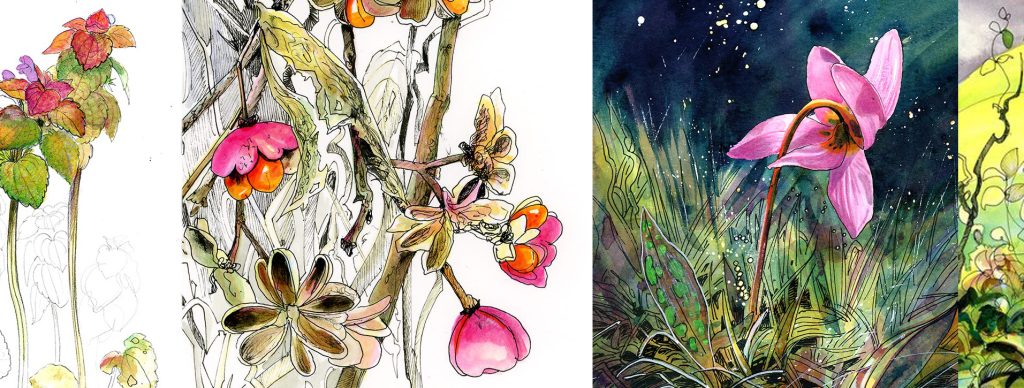 dessins botaniques-flore-Maud BRIAND illustrations nature