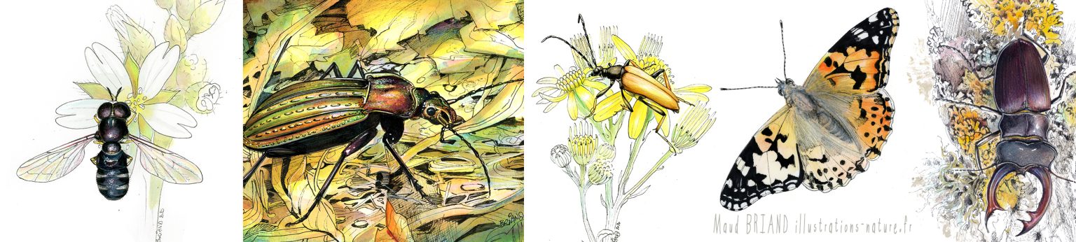 illustration-insectes-Maud BRIAND illustrations nature