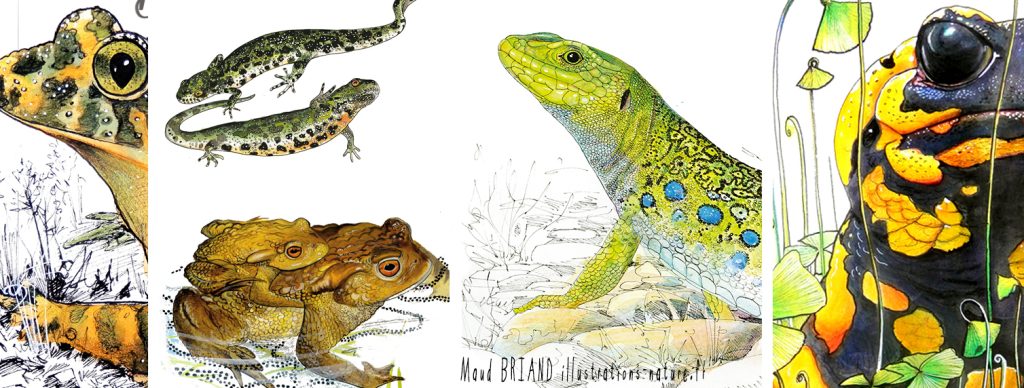 amphibiens et reptiles-Maud BRIAND illustrations nature