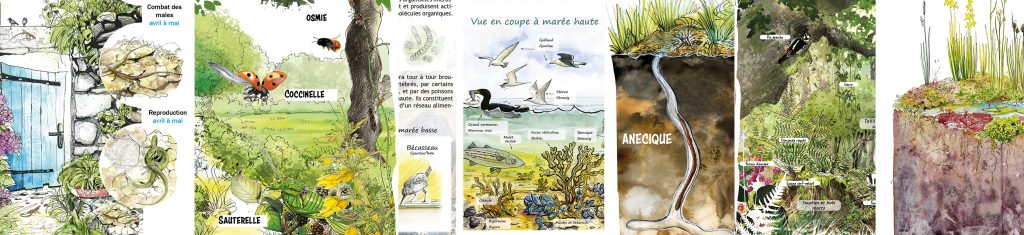 Dessins pédagogiques nature -Maud BRIAND illustrations nature