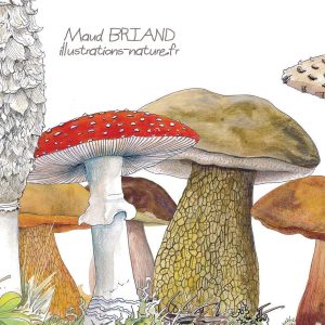 dessins de champignon- amanites, coprins et bolets-Dessin naturaliste Maud briand