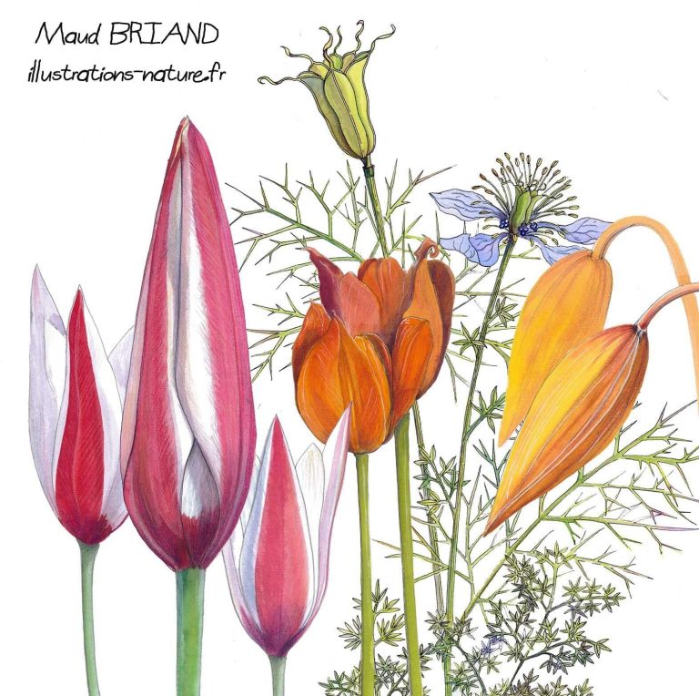 illustrations aquarelles botaniques réalisées par Maud BRIAND illustratrice Naturaliste