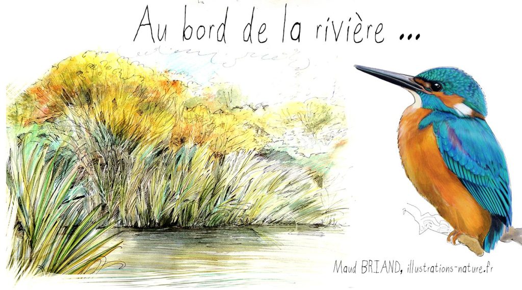 Croquis de martin pecheur et de rivière,Maud BRIAND illustrations nature