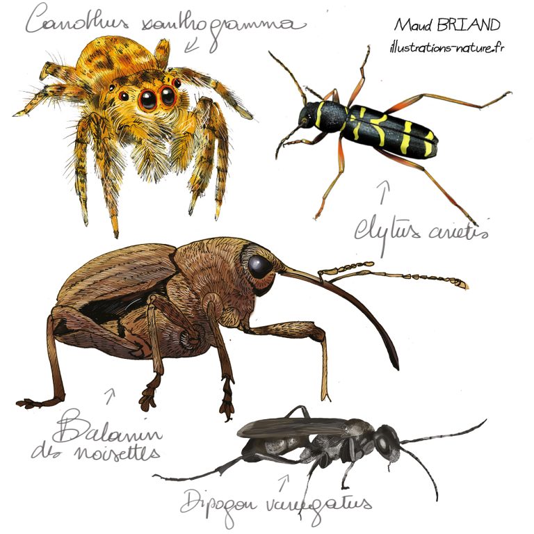 dessin de charancons et insectes coleopteres et diptères