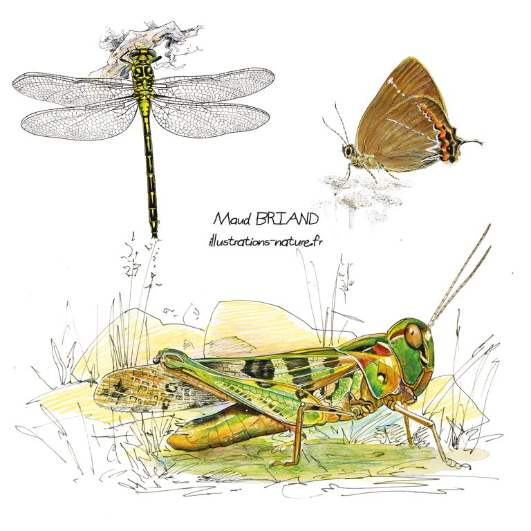 illustrations naturalistesde sauterelle , libellules et papillons
