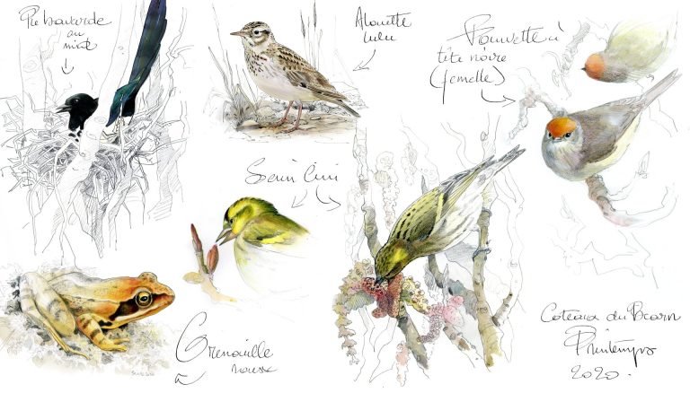 illustrations naturalistes -maud briand dessinateur animalier