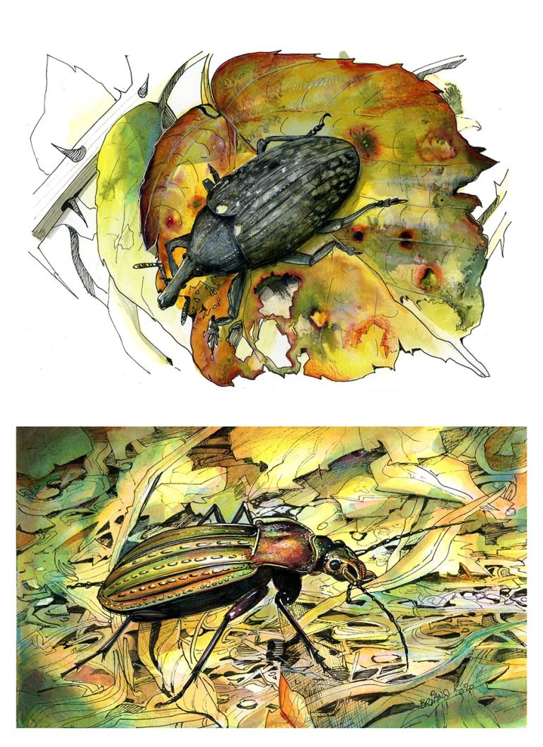 illustration-insectes-de carabe