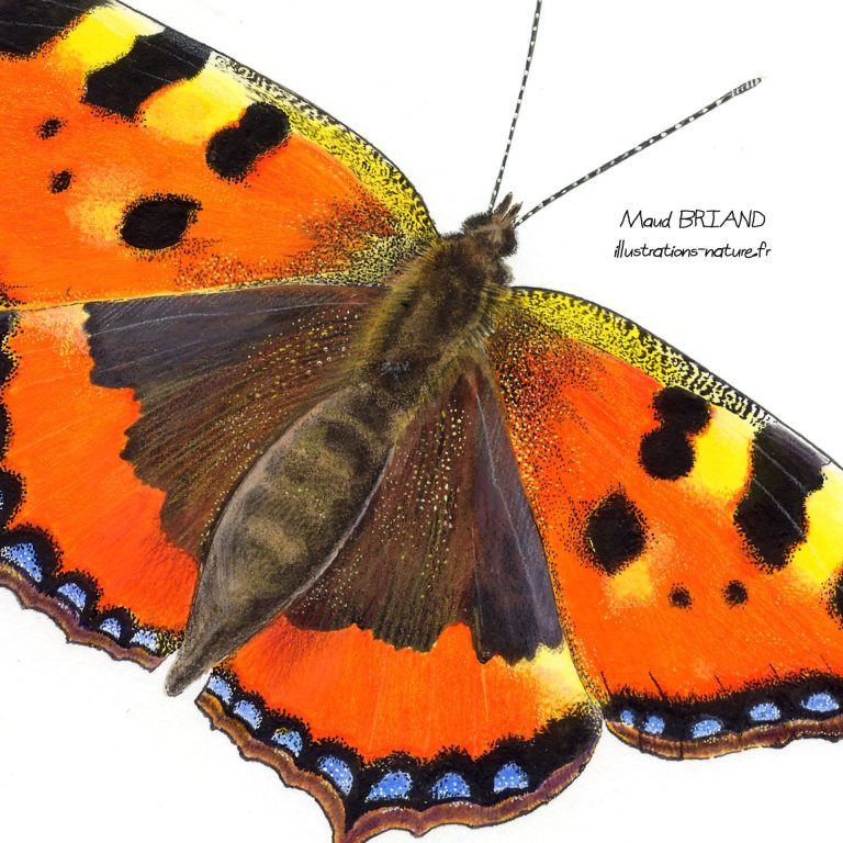 illustration de papillons- MaudBRIAND illustratrice