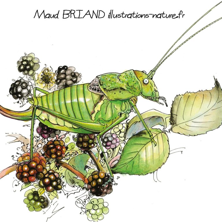 dessins naturalistes de sauterelle et criquet, réalisé par Maud briand