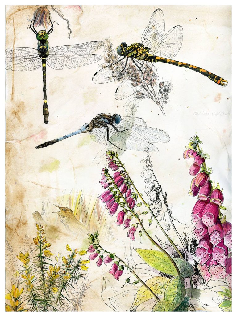 Belle affiche naturalistes sur les libellules - maud briand illustratrice-illustration-insectes