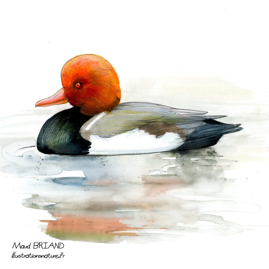 illustration d'oiseau-nette rousse sur l'eau
