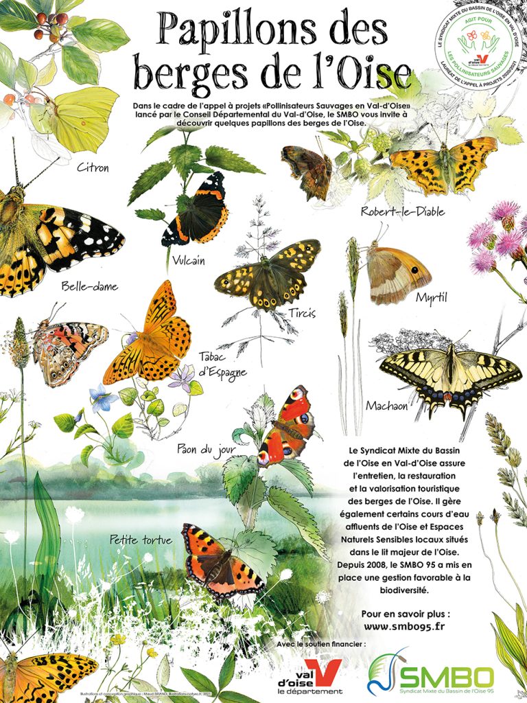 poster naturaliste papillons-illustration-insectes