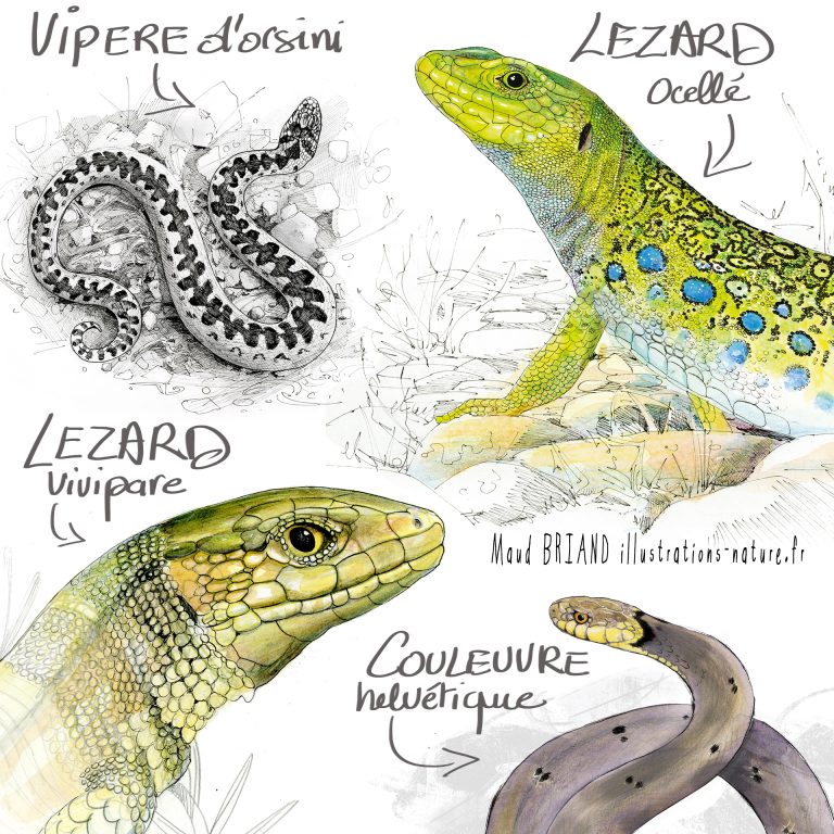 illustrations lézard et serpents -maud briand illustratrice