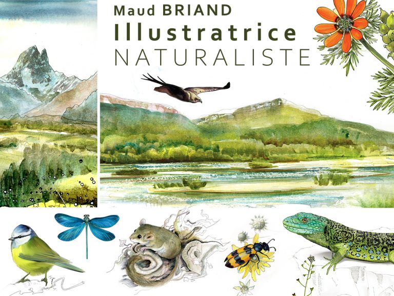 illustrations naturalistes_Maud BRIAND , illustratrice