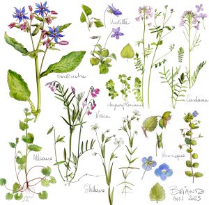 illustrations botaniques, nature ordinaire , plantes sauvages