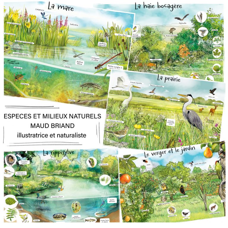 Création_outils pédagogiques NATURE et biodiversité_illustrations des milieux naturels_maud briand illustratrice _