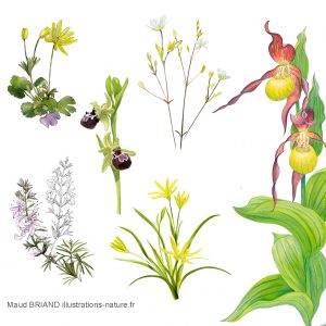 illustrations botanique SABOT DE VENUS _ Maud BRIAND