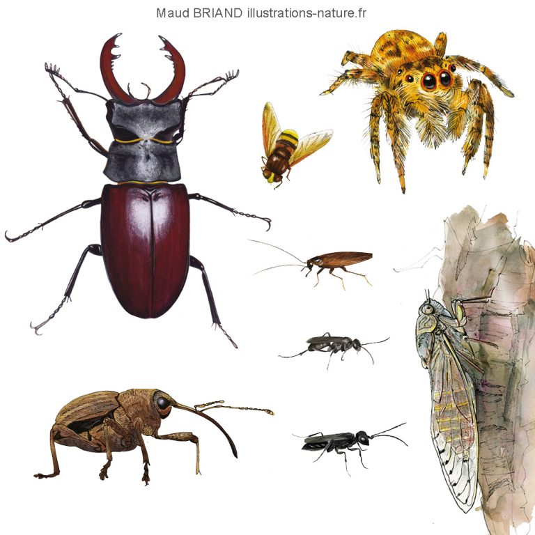 Illustrations naturaliste d'insectes et arachnides _Maud Briand ILLUSTRATRICE