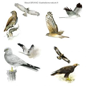 illustrations naturalistes d'oiseaux rapaces_Maud BRIAND illustratrice