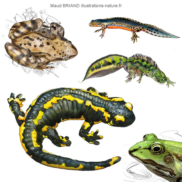 dessins d'amphibiens et de reptiles_ grenouilles tritons_DESSINS NATURALISTES AQUARELLES