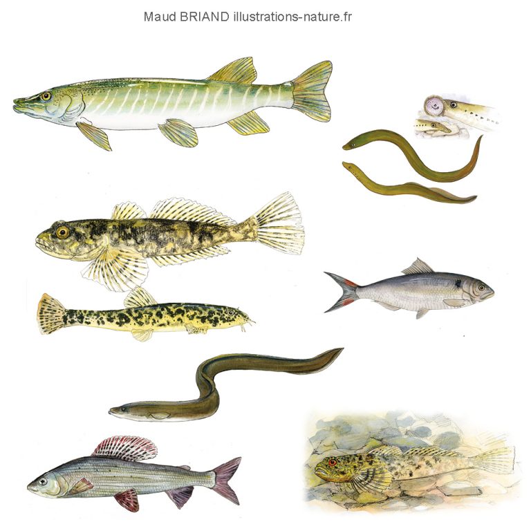 illustrations de poissons de rivière_Maud Briand ILLUSTRATRICE
