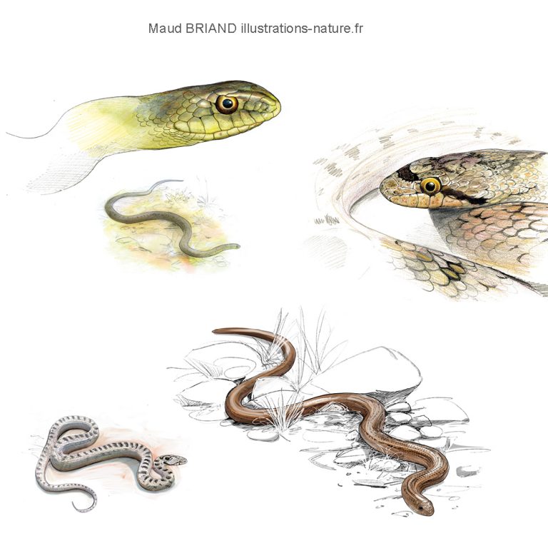 dessins d'amphibiens et de reptiles _ vipères et orvet_Maud Briand ILLUSTRATRICE