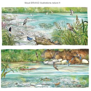 illustrations des écosystèmes et de la biodiversité de la des zones humides.
