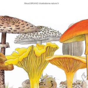 dessins et illustrations champignons _Maud BRIAND ILLUSTRATRICE