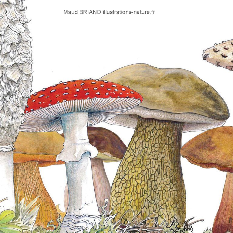 illustrations_naturalistes de champignons_dessins et illustrations d'escargot _Maud BRIAND ILLUSTRATRICE