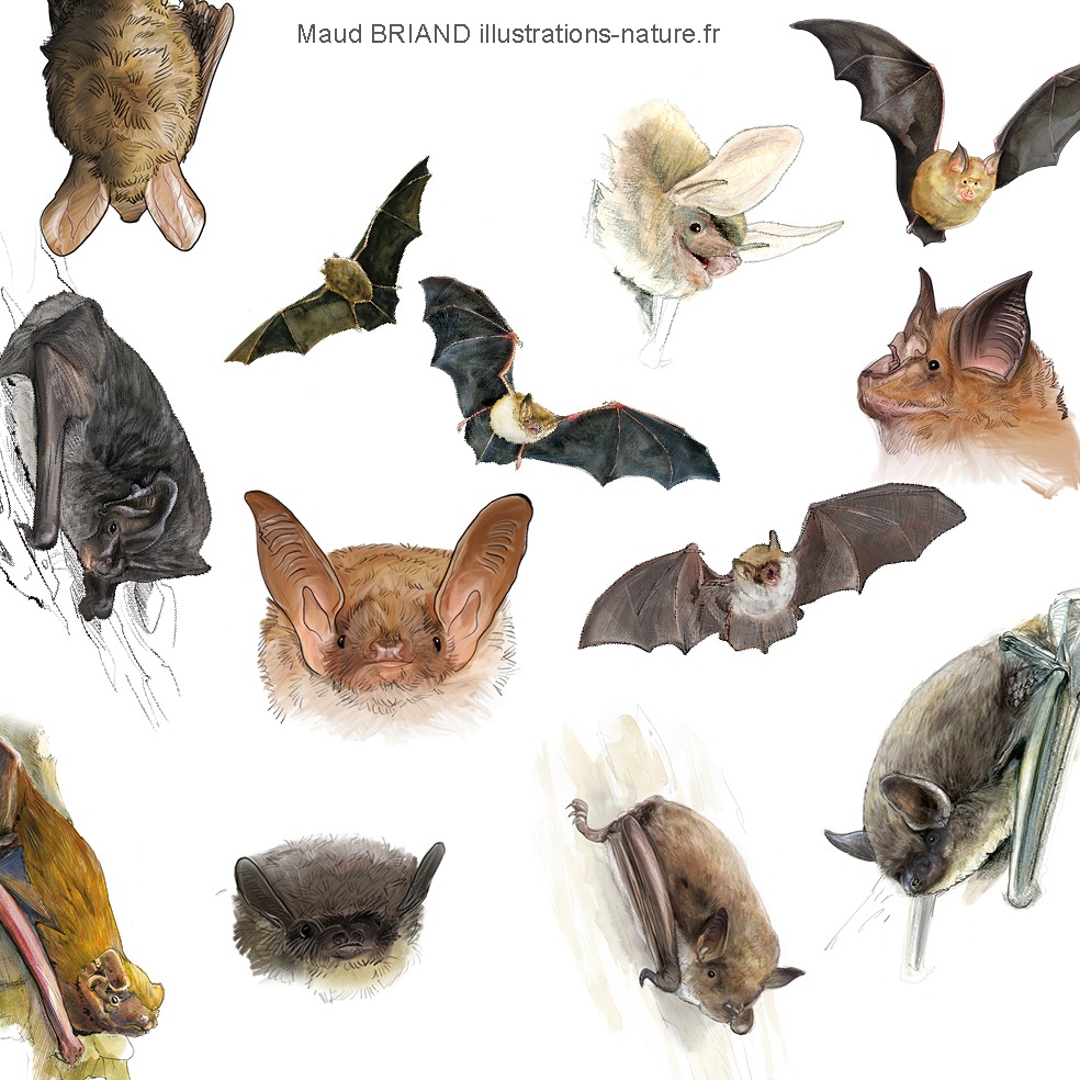 illustrations naturalistes de chauves souris_chiroptères_Maud Briand ILLUSTRATRICE
