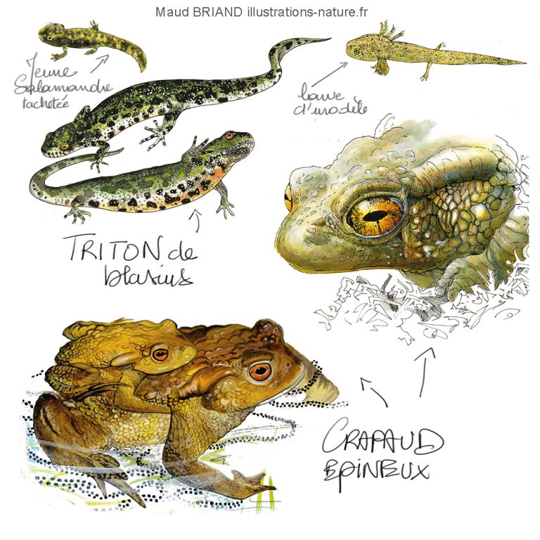 illustrations de crapauds et de tritons-d'amphibiens et de reptiles _Maud BRIAND ILLUSTRATRICE
